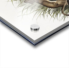 White Weasel Stoat Puttorius ermninea  Acrylic print