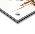 Little Harvest Mouse Mus minimus  Acrylic print