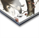 Virginian Opossum Didelphis Virginiana  Acrylic print