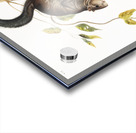 Collies Squirrel Sciurus colliaei  Acrylic print