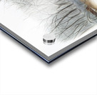 Meadow Mouse Arvicola richardsonii  Acrylic print