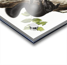 Meadow Mouse Arvicola richardsonii  Acrylic print