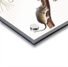 Florida Rat Neotoma Floridana  Acrylic print