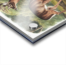 Deer or Virginian Deer Cervus Virginianus  Acrylic print