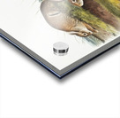 Warm Wood Hare Lepus artemesia  Acrylic print