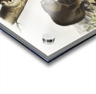 American Beaver Castor fiber Americanus  Acrylic print