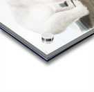 American Beaver Castor fiber Americanus  Acrylic print