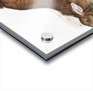 Northern Hare Lepus Americanus  Acrylic print