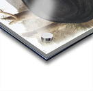 American Black or Silver Fox Vulpes fulvus  Acrylic print