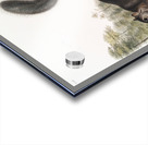 Dusky Sqiurrel Sciurus nigrenscens  Acrylic print