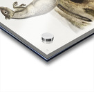 Spermophile Spermophilus Douglassii  Acrylic print