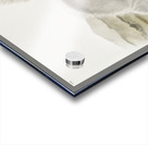 Texan Skunk Mephitis mesoleuca  Acrylic print