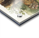 Jaguar Felis onca  Acrylic print