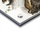 Bridled Weasel Putorius frenata  Acrylic print