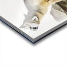 Swift Fox Vulpes velox  Acrylic print