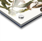 Carolina Grey Squirrel Sciurus Carolinensis  Acrylic print