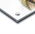 Carolina Shrew Sorex Carolinensis  Acrylic print