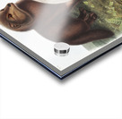 Arctic Fox Vulpes lagopus  Acrylic print