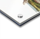 Camas Rat Pseudostoma Borealis  Acrylic print