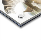 Esquimaux Dog Canis familiaris  Acrylic print