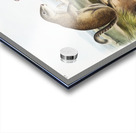 Marmot Squirrel Spermophilus Franklinii  Impression Acrylique