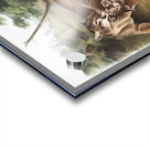 Cougar Felis concolor  Acrylic print