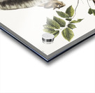 Squirrel Sciurus Douglassii  Acrylic print