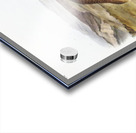 Annulated Marmot Squirrel Spermophilus annulatus  Acrylic print