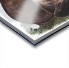 Pouched Jerboa Mouse Dipodomys Phillipsii  Acrylic print