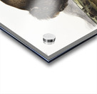 Marsh Hare Lepus palustris  Acrylic print