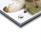 Marsh Hare Lepus palustris  Acrylic print