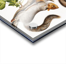 Migratory Squirrel Sciurus migratorius  Acrylic print