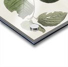 Pine Swamp Warbler Acrylic print