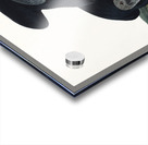 Black Vulture or Carrion Crow Acrylic print