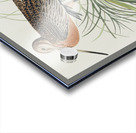 Great Marbled Godwit Acrylic print