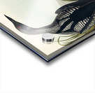 Black-Throated Diver Acrylic print