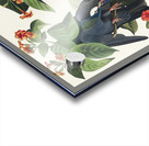 White-crowned Pigeon Acrylic print