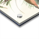 Virginia Rail Acrylic print