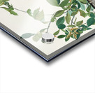 Broad-winged Hawk Acrylic print