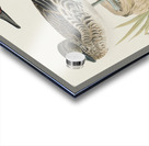 Broad-winged Hawk Acrylic print