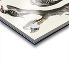 Marias Woodpecker Acrylic print