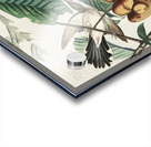 Yellow-billed Cuckoo Acrylic print