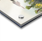 Red-breasted Merganser Acrylic print