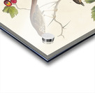 Little Tawny Thrush Ptiliogonys Townsendi and Canada Jay Acrylic print