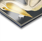 American White Pelican Acrylic print