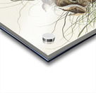 Nuttalls lesser-marsh Wren Acrylic print