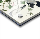 Great cinereous Shrike or Butcher Bird Acrylic print