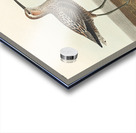 Long-legged Sandpiper Acrylic print