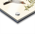 Lark Finch Prairie Finch and Brown Song Sparrow Acrylic print