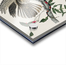 Chuck-wills Widow Acrylic print